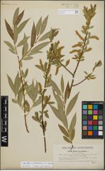 Foto von Salix alba L. x Salix pentandra L.